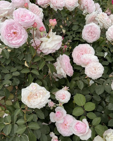 Heaven is a rose garden 🌸🎀💕 Spring inspo, spring things to do, spring aesthetic, Pinterest inspo, Huntington rose garden Huntington Rose, Spring Things, Spring Inspo, Garden Spring, Aesthetic Pinterest, Spring Art, Spring Aesthetic, Rose Garden, May 5