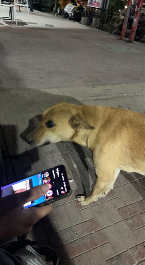 Fake Friend Snaps Night, Night Dog Snap, Street Dog Snap, Fake Dog Snaps, Fake Aesthetic Snaps, Street Dogs Aesthetic, Fake Night Snap, Fake Snapchat Stories, Aesthetic Fake Snap