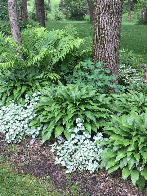 Hostas And Ornamental Grasses, Woodland Border Landscaping, Woodland Rock Garden, Fern Rock Garden, Shady Woodland Garden, Hosta Border Ideas, Fern And Hosta Gardens, Shady Border Plants Uk, Woodlands Landscaping