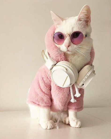 Wearing Sunglasses, White Cat, Headphones, Hello Kitty, Kitty, Sunglasses, Pink, White