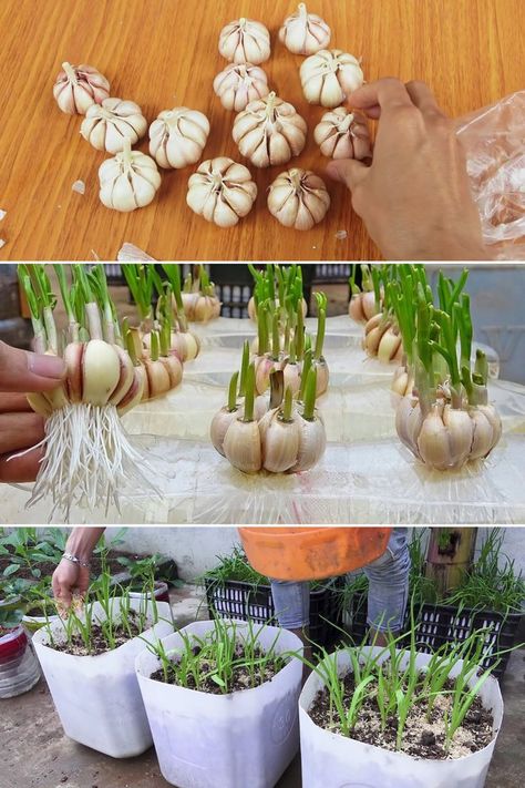 Regrow Vegetables, Grow Garlic, Hydroponics Diy, Small Vegetable Gardens, Growing Garlic, Garden Veggies, Veg Garden, Porch Garden, Home Vegetable Garden