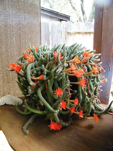 17 Best Cascading Succulents for Home & Garden | Balcony Garden Web Peanut Cactus, Rat Tail Cactus, Indoor Cactus Plants, Kaktus Dan Sukulen, Easter Cactus, Flowering Cactus, Cactus Seeds, Blooming Cactus, Rat Tail