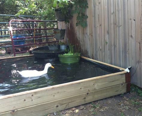 A No-Dig Backyard Duck Pond Diy Duck Pond, Duck Pond Ideas, Above Ground Pond, Backyard Ducks, Duck Coop, Pond Cleaning, Building A Pond, Diy Pond, Fountains Backyard