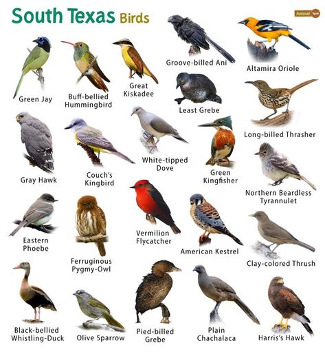 South Texas, Texas, Birds