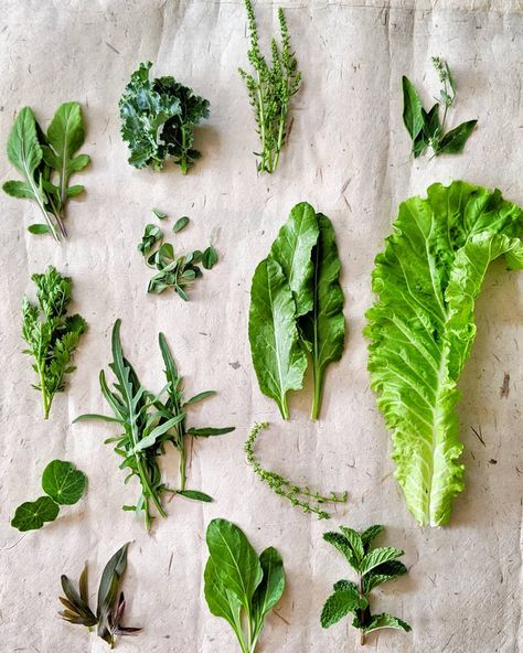 Green Leafy Vegetables Images, Growing Salad Greens, Microgreen Salad, Growing Salad, Green Salads, Windowsill Garden, Leafy Green Salads, Leaf Vegetable, Salad Greens