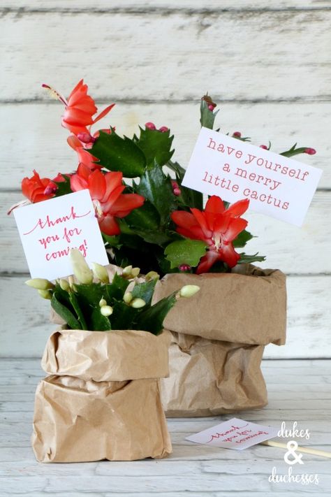 blooming christmas cactus gift idea with merry little cactus printable Gift Wrapping Plants, Christmas Cactus Gift Ideas, Plant Gifting Ideas, Christmas Succulents Gift, Christmas Cactus Gift, Cactus Gift Ideas, Christmas Cactus Propagation, Client Gifts Christmas, Cactus Centerpiece