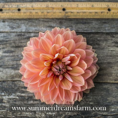 How To Grow Dahlias, Dahlia Care, Grow Dahlias, April Weather, Light Orange Color, Dahlia Tubers, Dahlias Garden, Growing Dahlias, State Of Michigan