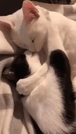 Kissing Cat GIF - Kissing Cat - Discover & Share GIFs Animals Kissing, Cat Animated, Cute Kiss, Cat Cuddle, Love Connection, Cat Gif, Animal Gifs, Animated Gif, Cute Gifts