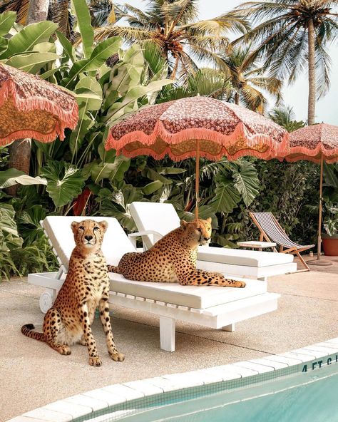 Paul Fuentes on Instagram: “Cheetahs at the Pool 🐆 shading under the vintage inspired beach umbrellas from @dorisvintage for @hkliving 🌞absolutely love this umbrella…” Paul Fuentes, Affiches D'art Déco, Colorful Places, Cheetahs, Limited Edition Art Print, Giclée Print, Marbella, The Pool, Contemporary Artists