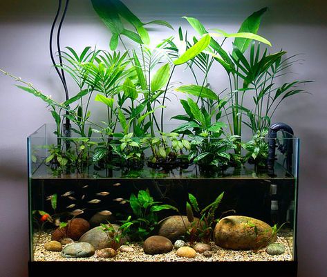 Easy-to-Find Houseplants as Riparium Foliage - AMAZONAS Magazine Aquarium With Plants, Tanaman Air, Aquarium Garden, Tank Plants, Fish Tank Terrarium, Cool Fish Tanks, Taman Air, Betta Aquarium, Fish Tank Design