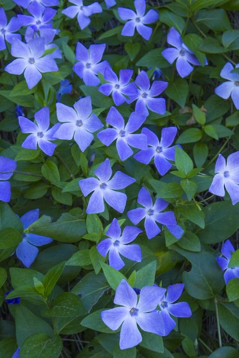 Creeping Myrtle, Best Perennials For Shade, Purple Flowering Plants, Ground Orchids, Yard Flowers, Shade Loving Perennials, Shade Garden Plants, Garden Modern, Best Perennials