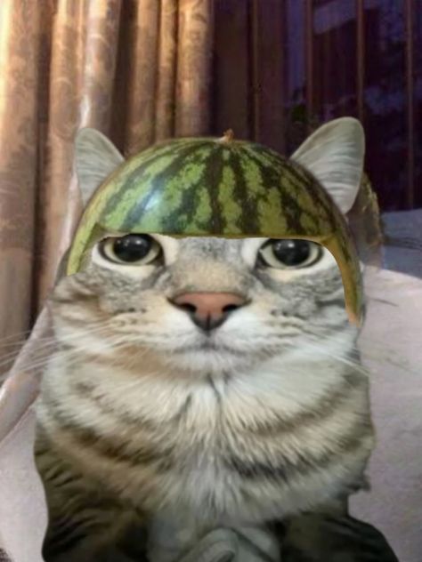 Cat Mango Cat Pfp, Zazu The Cat, Watermelon Meme, Cat With Watermelon, Zazu Cat, Car Pfp, Funny Watermelon, Watermelon Cat, Watermelon Face