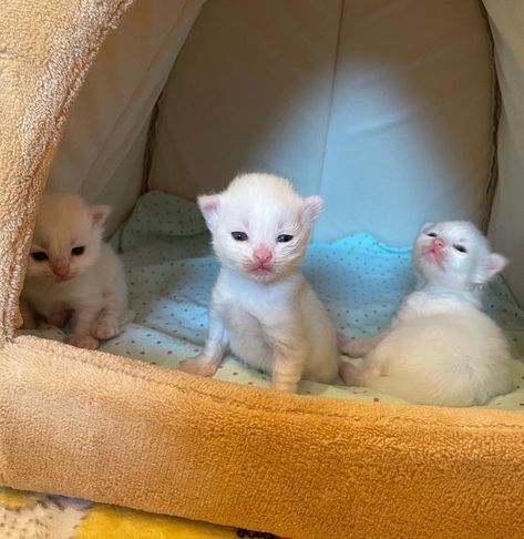 Beth Stern’s Instagram photo: “Rise and shine, baby marshmallows!💙” Silly Kitties, Ugly Cat, Silly Cats Pictures, Kitten Love, Baby Cat, White Kittens, Baby Kittens, Rise And Shine, Silly Animals