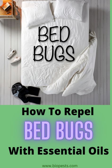 Essential Oil For Bed Bugs, Essential Oils For Bed Bugs, How To Get Rid Of Bed Bugs Fast Diy, Bed Bugs How To Get Rid Of Fast, Bed Bugs How To Get Rid Of, Bed Bug Repellent, Bed Bugs Essential Oils, Bed Spray, Get Rid Of Bed Bugs