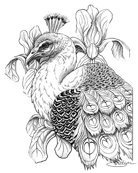 Peacock Art Drawing, Adult Colouring Book, Animal Tattoo Ideas, Pencil Drawings Of Animals, Art Trading Cards, Animal Illustration Art, Pen Art Drawings, Peacock Painting, Sketch Tattoo Design