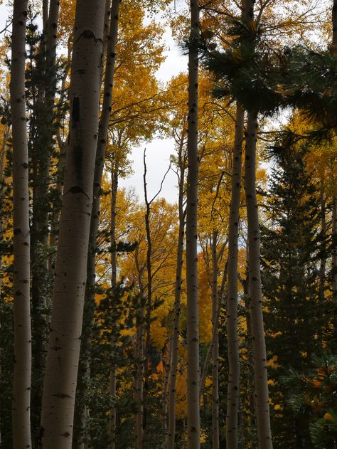 Hiking Girl Aesthetic, Arizona Aesthetic, Hiking Girl, Hiking Pics, Hiking Photos, Northern Arizona University, Arizona Hiking, Flagstaff Arizona, Mountain Photos