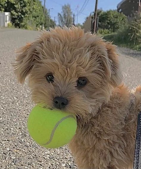 Small Dog, Tennis