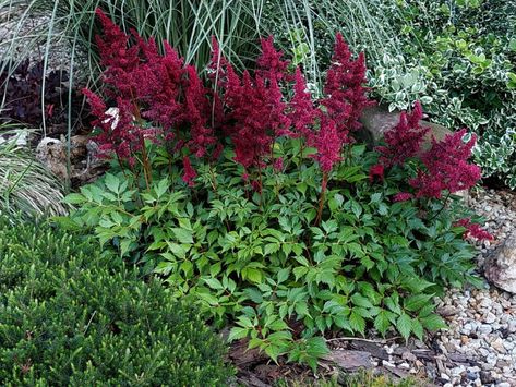 The best astilbe companion plants are shade loving perennials that favor moist conditions and ample ventilation. Here are our top choices... Astilbe Japonica, Side Yard Ideas, Best Companion Plants, Japanese Painted Fern, Coral Bells Heuchera, Bigleaf Hydrangea, Snake Plant Care, Shade Loving Perennials, Lady's Mantle