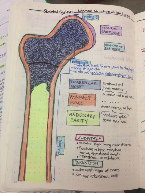 Skeletal System Anatomy, Medicine Notes, Basic Anatomy And Physiology, Nurse Study Notes, Nursing Student Tips, Medical Student Study, Nursing School Survival, Skeletal System, Nursing School Studying