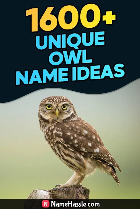 Cool And Catchy Owl Names Ideas (Generator) Names Generator, Owl Species, Legend Of The Guardians, List Of Animals, Names Ideas, Name Ideas, Drawing Inspiration, For Free