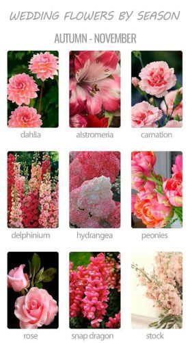 Flower Charts, Flowers By Season, Flowers In Season, Whistler Wedding, October Wedding Flowers, Seeds Growing, Flowers Pics, Flower Reference, August Flowers