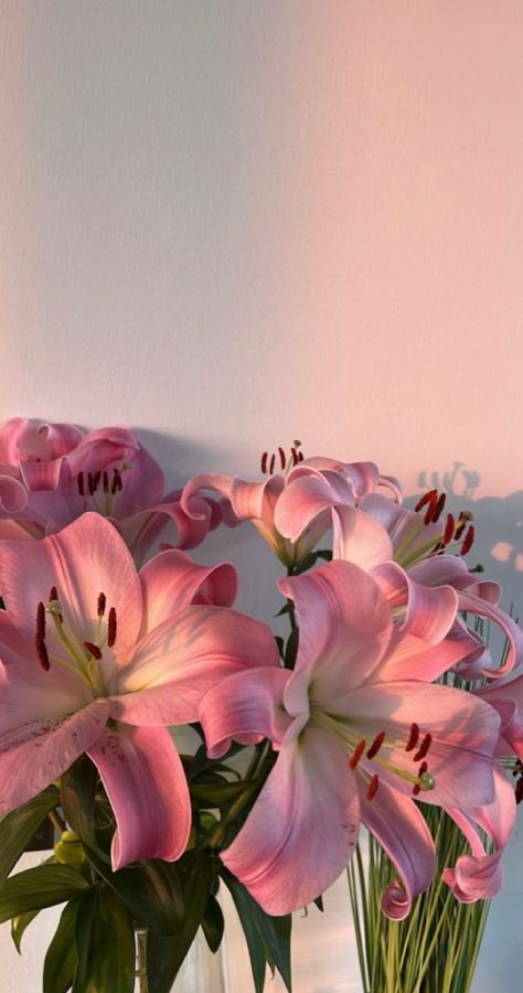 Lilly Wallpaper Flower, Lilium Flower Aesthetic, Lilies Flowers Wallpaper, Lillies Wallpapers, Pink Lillie’s, Lily Phone Wallpaper, Lilies Flowers Aesthetic, Lilly Flower Aesthetic, Pink Lily Wallpaper