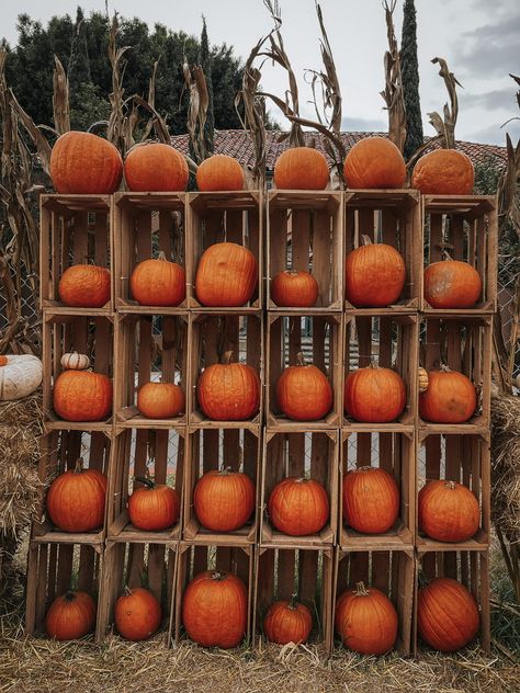 Fall Festival Photo Backdrop, Halloween Carnival Photo Backdrop, Fall Photography Backdrop, Harvest Festival Photo Booth Ideas, Fall Theme Photo Booth, Pumpkin Patch Photo Props, Fall Photobooth Props, Fall Photo Opp Ideas, Fall Themed Photo Booth Backdrop