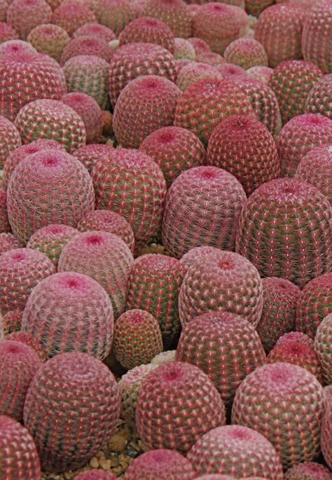 Rainbow Cactus, Pink Cactus, Green Cactus, Agaves, Desert Plants, Growing Seeds, Cactus Y Suculentas, Cactus Garden, Cactus Flower