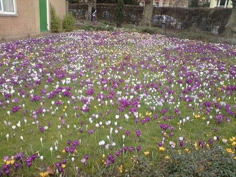 Naturalizing bulbs in a lawn | Laidback Gardener Crocus In Lawn, Crocus Lawn, Tapestry Lawn, Flower Lawn, Replace Lawn, Garden Bed Layout, Crocus Bulbs, Lawn Alternatives, Snow Drops