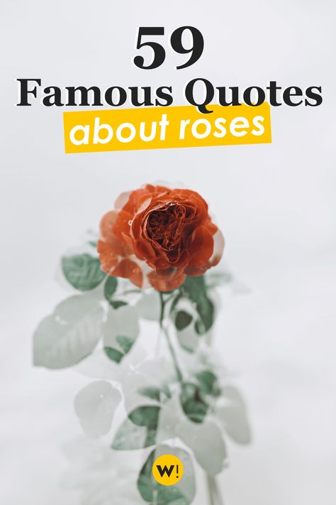 I’ve put together in this post no less than 59 rose quotes from famous author. Enjoy! famous rose quotes | famous quotes inspirational | roses captions for instagram | quotes for roses words | quotes on roses flower words | quotes about roses flowers thoughts | rose flower quotes thoughts | flower quotes instagram captions | flower captions for instagram Rose Poems Quotes Beautiful, Quote About Roses Flowers, Poems About Roses, Rose Sayings, Flower Quotes Instagram, Quotes About Roses, Rose Flower Quotes, Flowers Thoughts, Quotes About Flowers Blooming