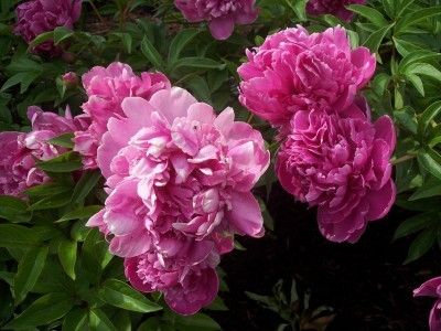 Propagate Peonies, Kansas Garden, Plants Tips, Propagate Plants, Peony Care, Planting Peonies, Growing Peonies, Future Garden, Plant Propagation