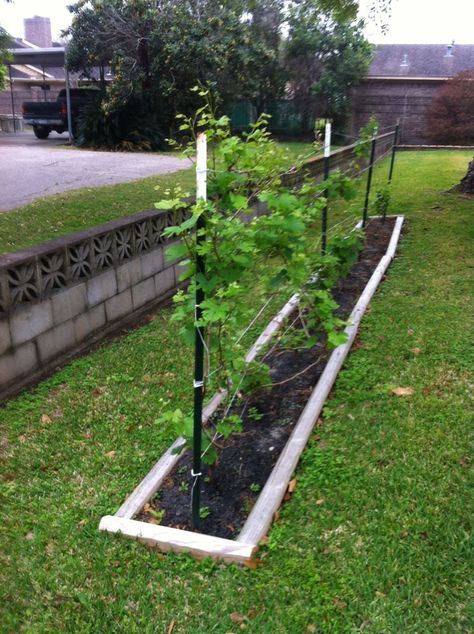 Aquaponics Indoor, Grape Vines Trellis, Backyard Vineyard, Grape Trellis Ideas, Vines Trellis, Grape Vine Trellis, Grape Tree, Aquaponics Greenhouse, Grape Trellis