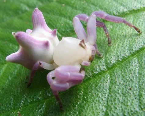 Crab Spider, Cool Insects, Spider Monkey, Cool Bugs, Beautiful Bugs, Creepy Crawlies, Arthropods, Pretty Animals, Arachnids