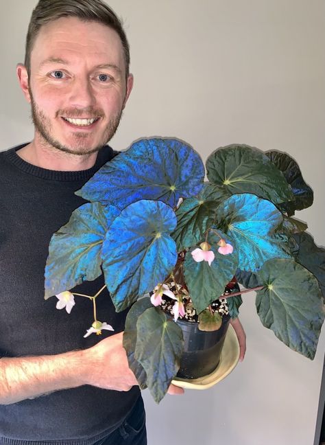 Blue House Plants, Peacock Begonia, Begonia Pavonina, Blue Begonia, Rare Begonia, Colorful Houseplants, Begonia Varieties, Rare House Plants, Begonia Care