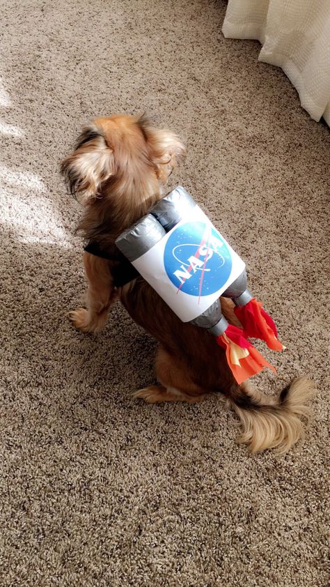 Space Party Costumes, Halloween Costumes With Baby, Costumes With Baby, Family Halloween Costumes With Baby, Diy Pet Costumes, Cute Dog Costumes, Nasa Rocket, Puppy Costume, Dog Spaces