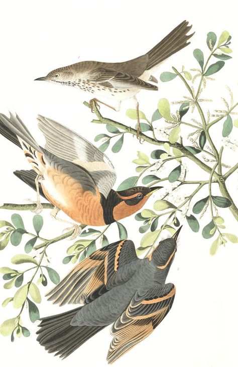 Mountain Mocking bird and Varied Thrush | John James Audubon's Birds of America Audobon Birds, Bird Illustration Print, Audubon Prints, Mocking Bird, Mocking Birds, Vintage Bird Illustration, Logo Personal, Audubon Birds, Bird Sketch