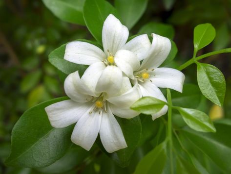 Murraya Paniculata, Orange Jasmine, Monrovia Plants, Jasmine Plant, Fragrant Garden, Plant Catalogs, Plant Seedlings, Fragrant Plant, Jasmine Flower