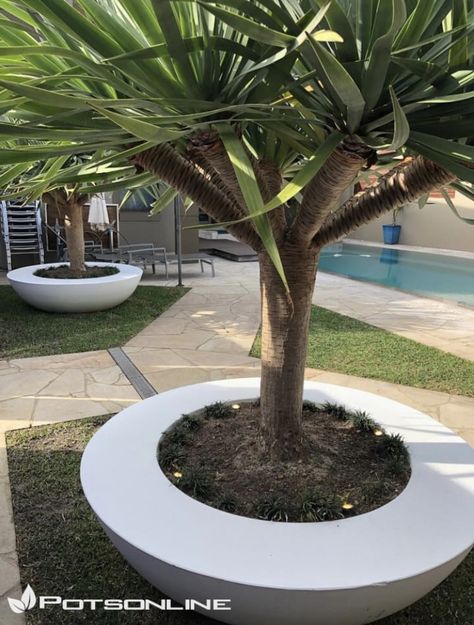 Pots For Pool Area, Large Garden Pots Ideas, Large White Pots Outdoor, Large Pots Around Pool, Large Pot Plants Outdoor, Plants In Large Pots Outdoor, Large Outdoor Pots Ideas, Large Plant Pots Outdoors, Pool Gardens Australia