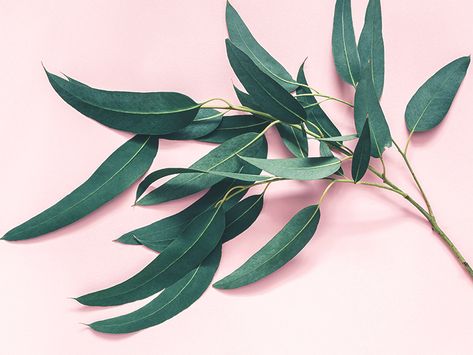 7 Impressive Benefits of Eucalyptus Leaves Eucalyptus Leaves Uses, Eucalyptus Tea Benefits, Eucalyptus Benefits, Benefits Of Eucalyptus, Candles Business, Types Of Eucalyptus, Lung Health, Eucalyptus Tea, Eucalyptus Globulus