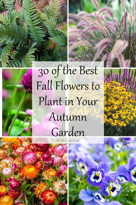 Transform your autumn garden with the best fall flowers! 🍂🌼 Discover stunning blooms like chrysanthemums, asters, and ornamental kale that bring vibrant colors and texture to your outdoor space. From rich reds and oranges to soft yellows and purples, these seasonal favorites not only enhance your garden's beauty but also attract pollinators. Perfect for planting in September and October, these flowers will keep your garden lively long into the cooler months. Get inspired and create your autumn paradise! 🌻🍁 #FallFlowers #AutumnGarden #GardeningTips Fall Garden Bed Ideas, Fall Flowers To Plant, Flowers To Plant, Ornamental Kale, Attract Pollinators, Plant Painting, Balloon Flowers, Heirloom Seeds, Black Eyed Susan