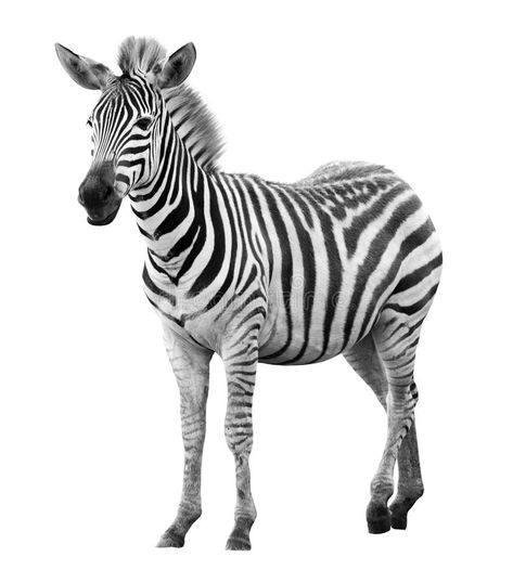 Young male zebra isolated. On white background , #ad, #zebra, #male, #Young, #background, #white #ad Impala Animal, Good Friday Images, Zebra Pictures, Wild Animals Vector, Baby Room Inspiration, Zebras Animal, Friends Image, Girly Pictures, Graphic Design Art