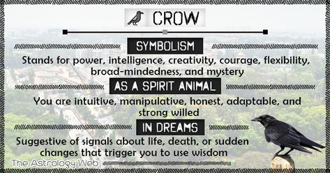 What does a crow symbolize, as a spirit animal, spiritual symbolism of seeing a black crow showing up, hearing crow calls, crow dream meaning, interpretation 1 Crow Meaning, Crow Omen Meaning, Hearing Crows Meaning, What Does A Raven Symbolize, Black Crow Spiritual Meaning, Crow Meaning Spirit Animal, Seeing Crows Meaning, Crow Symbolism Meaning, Crow Mythology