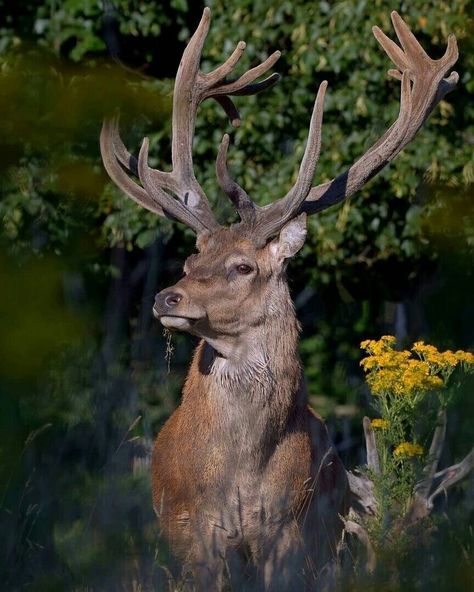 Woodland Animal Art, Deer Photos, Deer Pictures, Deer Illustration, Deer Painting, Animal Study, Congratulations To You, Forest Creatures, Red Deer