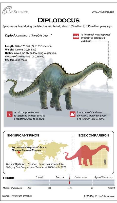 Learn about the huge plant-eating dinosaur Diplodocus. Types Of Dinosaurs, Prehistoric Animals Dinosaurs, Dinosaur Facts, Dinosaurs Preschool, Jurassic Period, All Dinosaurs, Prehistoric World, Ancient Animals, Extinct Animals