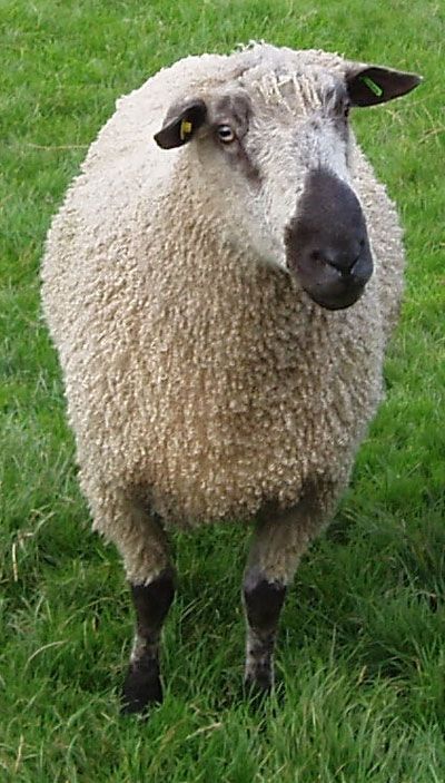 About the Teeswater Sheep Breed Teeswater Sheep, Sheep Breeds, Sheep Farm, Crafty Things, Great Britain, Read More, Sheep, North America, Wool