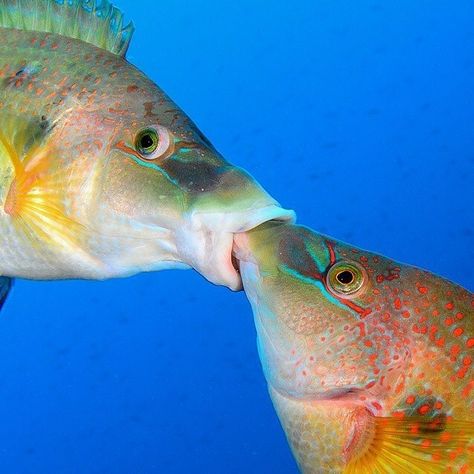 Fish Cool Looking Fish, Fish Reaction Pic, Fish Memes Funny, Green Fish Aesthetic, Fish Side Profile, Fish Tank Photography, Goofy Fish, Fish Kissing, Fish Pfp