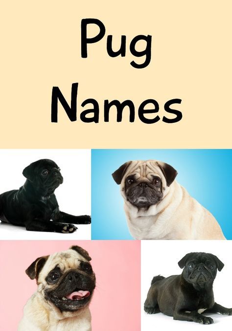 Pug Facts, Pug Quotes, Pug Names, Old Pug, Black Pug Puppies, Baby Pugs, Pug Art, Nice Ideas, A Pug