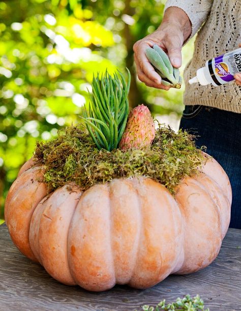 Step 3: Attach largest succulents Planter Centerpiece, Succulent Pumpkin, Succulent Display, Pumpkin Centerpiece, Pumpkin Display, Succulent Cuttings, Succulent Centerpieces, Pumpkin Stem, Autumn Decorating