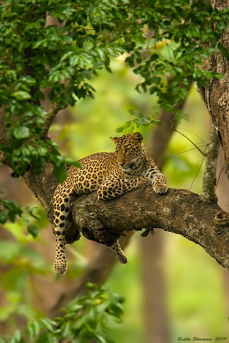 Indian Jungle, Jaguar Animal, Regnul Animal, Big Cats Art, Exotic Cats, Image Chat, Majestic Animals, Cute Wild Animals, African Animals