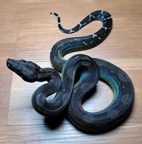 Black Devil Male 😈 Boa Constrictor by XXICenturyWarriorReptiles (Soul Collector) Soul Collector, Black Devil, Boa Constrictor, Baby Birth, Reptiles, Dream Life, The Collector, Black